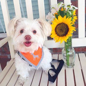 ❣️HP❣️ Orange bright reflector scarf for pets sz: XS
